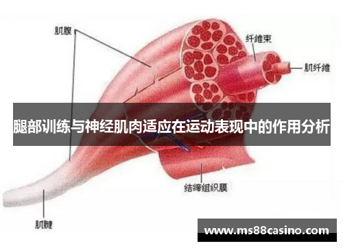 腿部训练与神经肌肉适应在运动表现中的作用分析